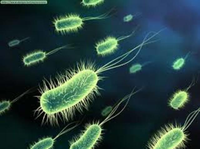Protozoarios y bacterias