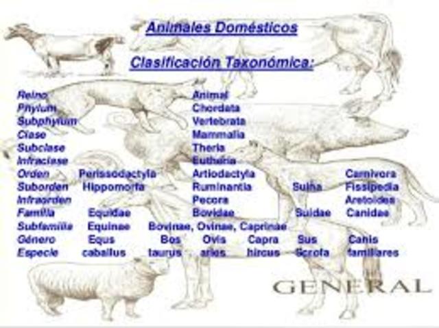 ANATOMÍA DE LOS ANIMALES DOMÉSTICOS