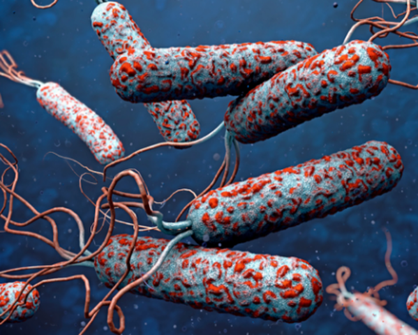 Epidemia de cólera en Europa