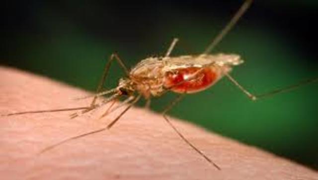 Descubrimiento del ciclo de vida del parásito de la Malaria