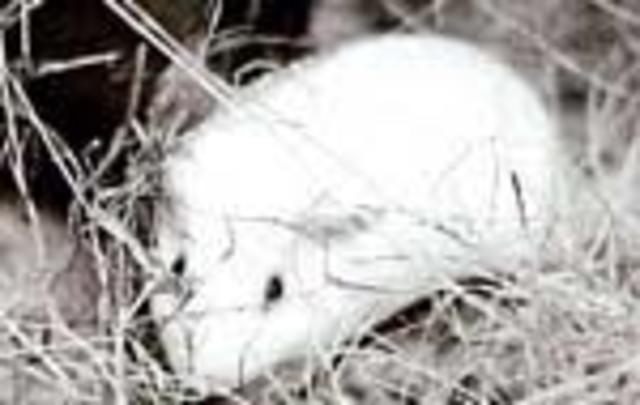 Prevención de la difteria por inmunización