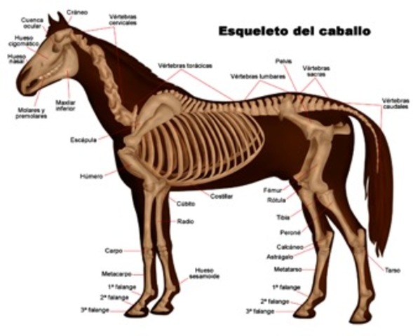 Anatomia del caballo