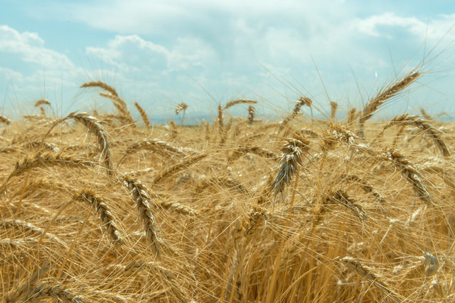 Invention of Agriculture