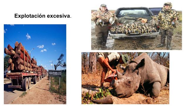 explotacion excesiva