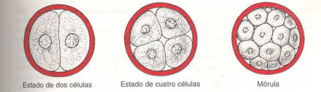 Primera semana de desarrollo (fecundacion)
