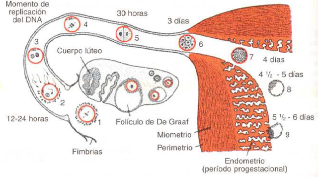 Primera semana de desarrollo (Formacion del blastosito