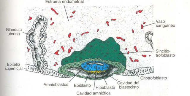 Segunda semana de desarrollo (Disco germinativo bilaminar)