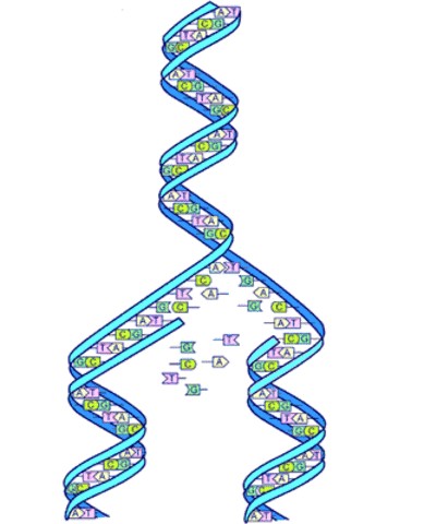 M. Messelson y F. Stahl