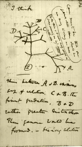 Charles darwin first speech