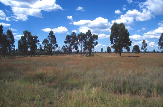 Institutional Revolutionary Party