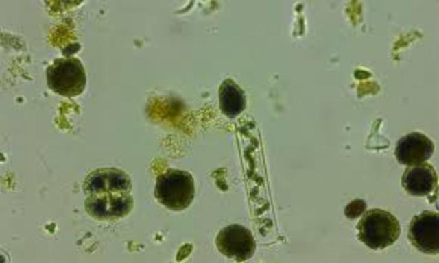 Franz Ruttner, primeras investigaciones en limnología tropical .[3]