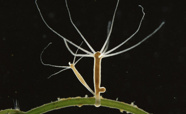 Sistema nervioso difuso