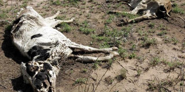 extinción de especies