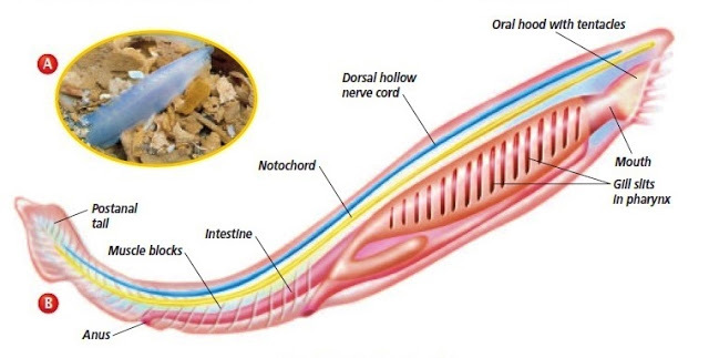 Médula espinal (Desarrollo)