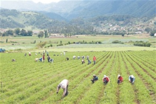 extension agropecuaria