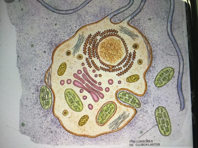 Precursors de les primeres cèl·lules