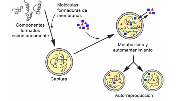 Hipòtesi metabòlica
