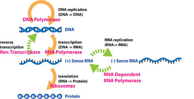 Publicación del dogma central de la biología molecular.