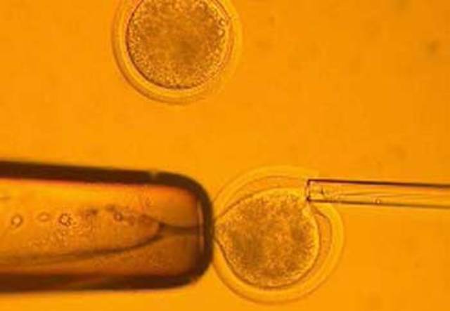 CLONACION DE LOS PRIMEROS EMBRIONES HUMANOS, CULTIVOS Y COSECHAS DE CELULAS MADRES DE EMBRIONES A PARTIR DE ELLOS