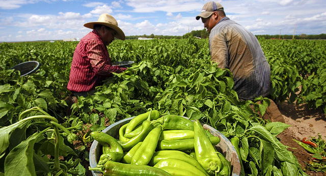 COLOMBIA: Decreto 3190 de 1982 - Programa de Complementación Alimentaria y Desarrollo Económico y Social