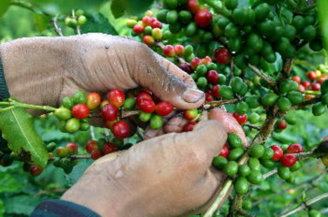 LA AGRICULTURA EN COLOMBIA