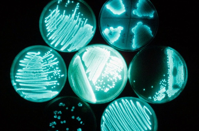 BACTERIAS BIOLUMINISCENTE