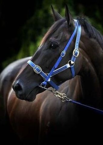 Black Caviar