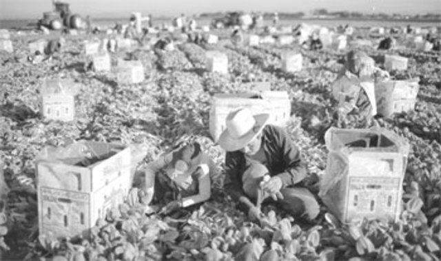 En 1950, el gobierno mexicano instrumentó un conjunto de programas que buscaban hacer frente a las principales causas que se encontraban detrás de esos niveles excesivos de pobreza y desigualdad.