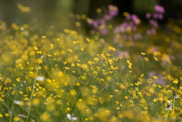 Õistaimede hakkasid arenema