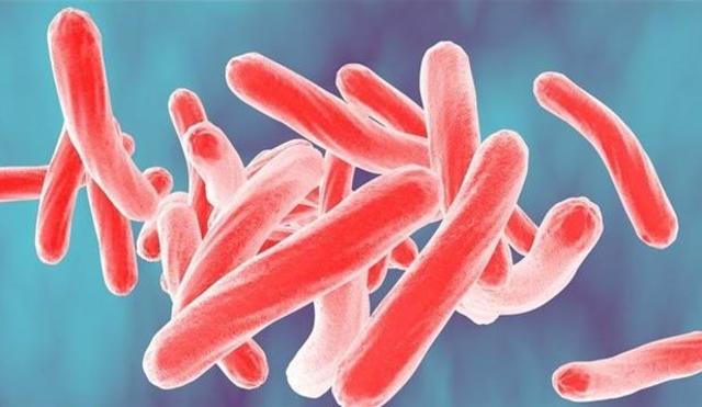 BACILO DE LA TUBERCULOSIS