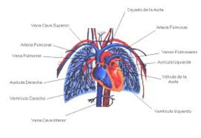 DESCRIPCIÓN DEL SISTEMA CIRCULATIRIO PULMONAR