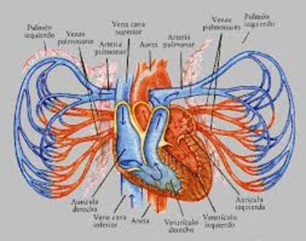 SISTEMA CIRCULATIRIO PULMANAR