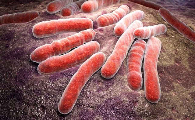 BACILO DE LA TUBERCULOSIS