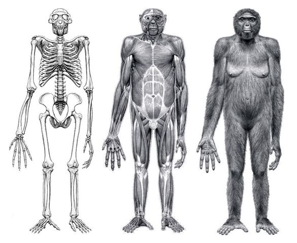 Ardipithecus ramidus