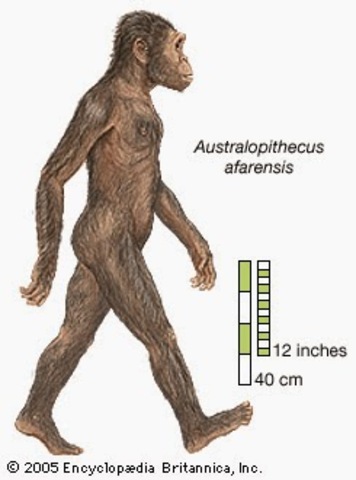 Australopithecus afarensis