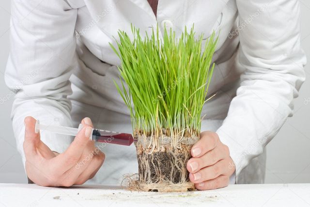 GENÉTICA MODIFICADA