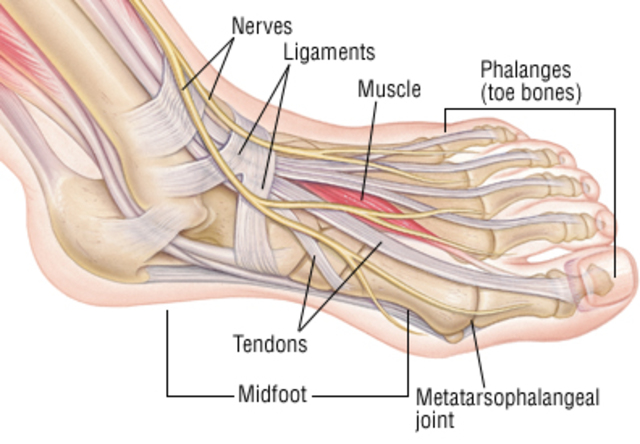 I tore my tendons in my foot