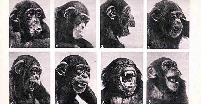 Los diferentes tipos de conductas