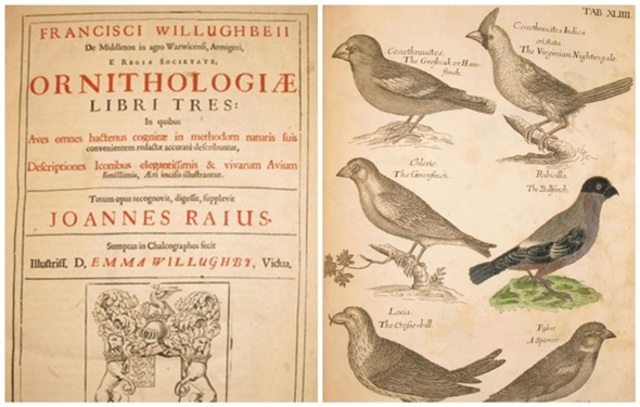 Comportamiento Instintivo.