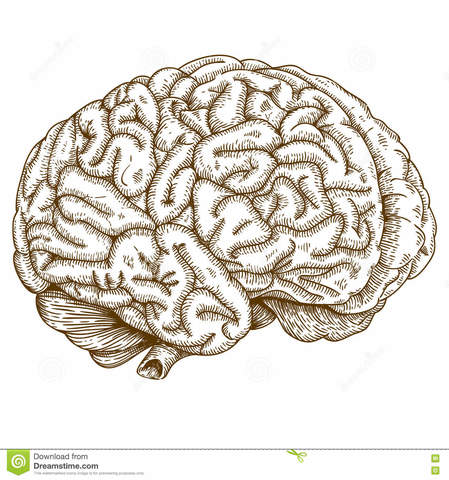 Experimentación animal de Lashley