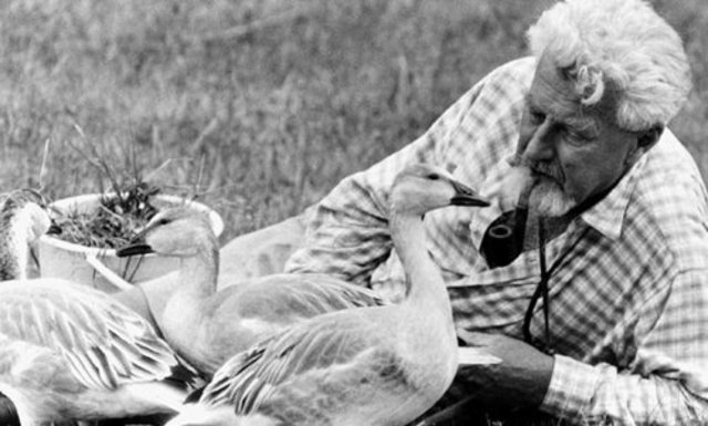 conducta de patos y gansos