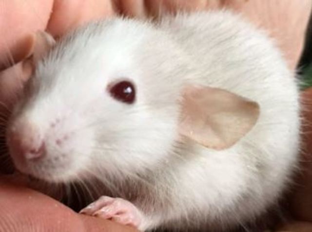 APRENDIZAJE SKINNERIANO ( Condicionamiento Operante)