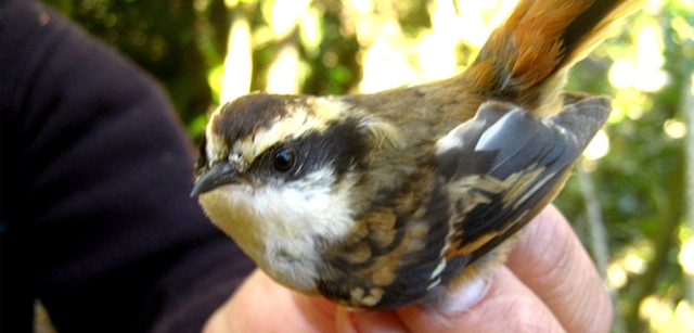 La ecología del comportamiento