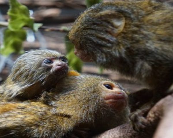 Comportamiento animal