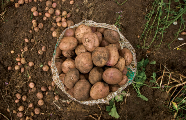 Comienzo de la biotecnología.