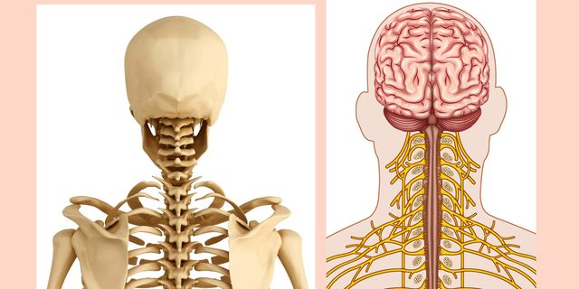 MEDICINA OSTEOPÁTICA