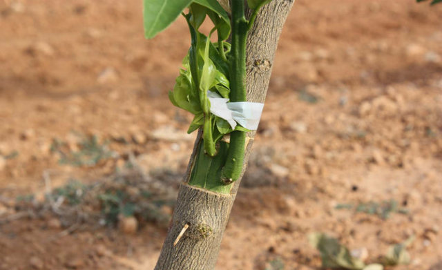 Propagación vegetativa.