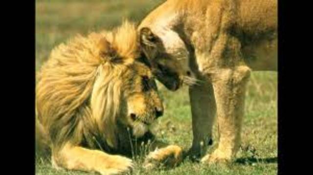 Nacio la Sociobiologia