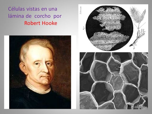 Robert Hooke.