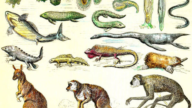 Teoria sobre la evolucion